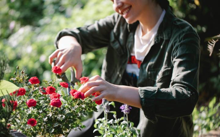 How to Plan Your Lawn Care Routine