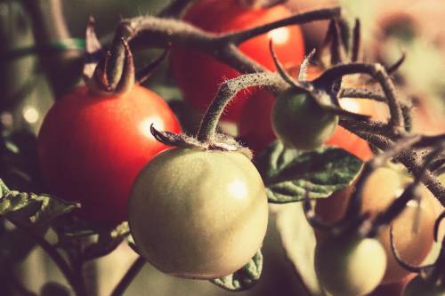 Your Time is a Garden—Are You Growing Weeds or Tomatoes?